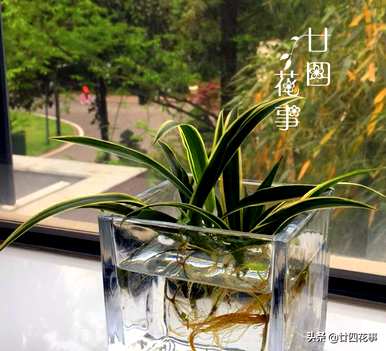 什么是水培植物可以长期饲养，如何饲养水培植物？