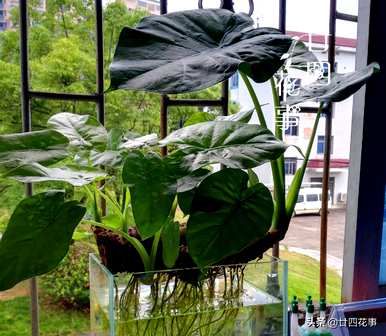 什么是水培植物可以长期饲养，如何饲养水培植物？