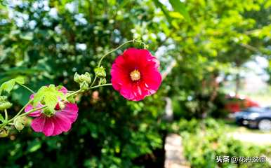 蜀葵花语是什么意思，蜀葵花语是什么意思？