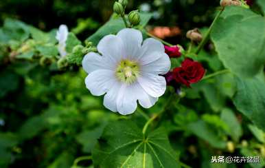 蜀葵花语是什么意思，蜀葵花语是什么意思？