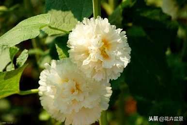 蜀葵花语是什么意思，蜀葵花语是什么意思？