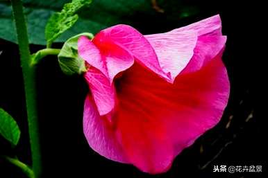 蜀葵花语是什么意思，蜀葵花语是什么意思？