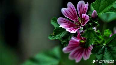蜀葵花语是什么意思，蜀葵花语是什么意思？