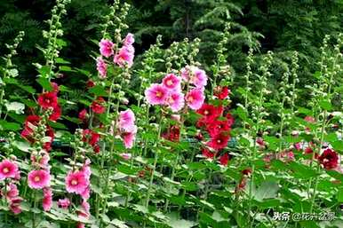 蜀葵花语是什么意思，蜀葵花语是什么意思？