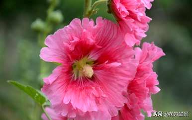 蜀葵花语是什么意思，蜀葵花语是什么意思？