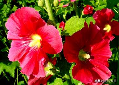 蜀葵花语是什么意思，蜀葵花语是什么意思？