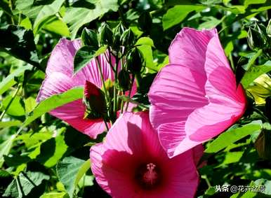 蜀葵花语是什么意思，蜀葵花语是什么意思？