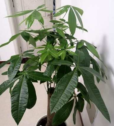 发财树的叶子又尖又黄又干怎么办？发财树的两根树干又黄又干