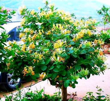 金银花盆景耐寒吗？封丘金银花耐寒吗？