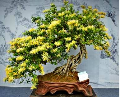 金银花盆景耐寒吗？封丘金银花耐寒吗？