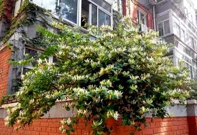 金银花盆景耐寒吗？封丘金银花耐寒吗？