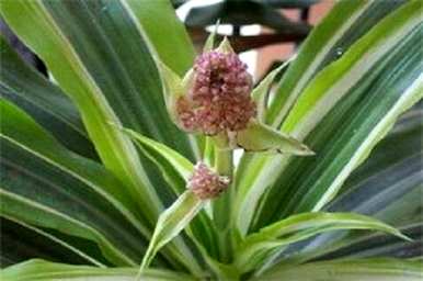 巴西木开花是什么样的？水栽巴西木开花吗？