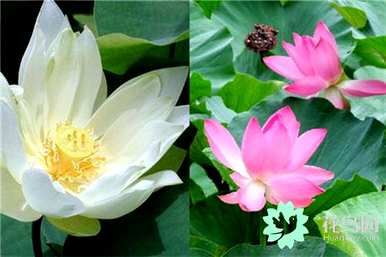 深圳洪湖公园荷花什么时候开？深圳洪湖公园荷花什么时候开？