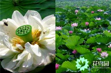 深圳洪湖公园荷花什么时候开？深圳洪湖公园荷花什么时候开？
