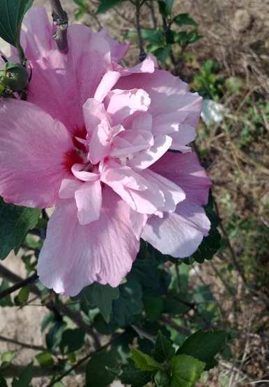 丹麦木槿花养护，木槿花如何养护