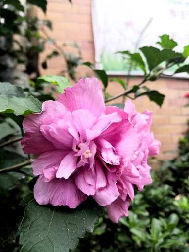 丹麦木槿花养护，木槿花如何养护