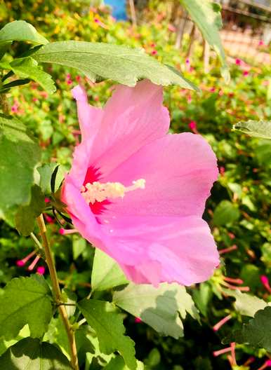 丹麦木槿花养护，木槿花如何养护