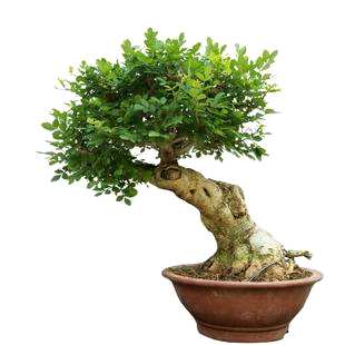 白蜡树开花结果吗？白蜡树开花吗？