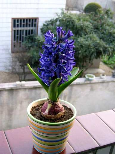 水培风信子开花多久？水培风信子开花全过程视频