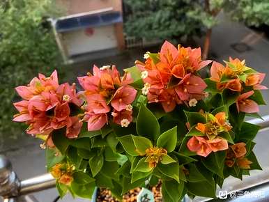 三角梅的品种和品名，三角梅的优良品种有哪些？