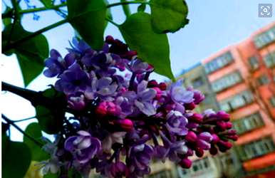 什么是丁香花语，什么是丁香花语？