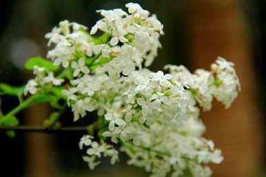 什么是丁香花语，什么是丁香花语？