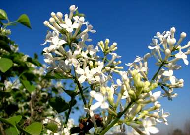 什么是丁香花语，什么是丁香花语？