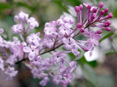 什么是丁香花语，什么是丁香花语？