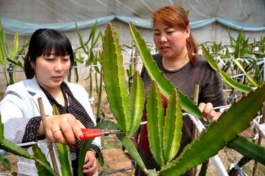 如何修剪火龙果结果？火龙果结果后如何修剪枝条？