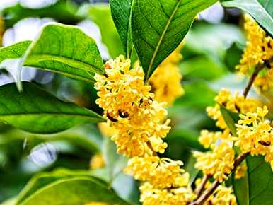 四季桂花树适合室内养吗？四季桂花树盆栽怎么养？