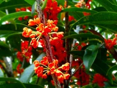 四季桂花树适合室内养吗？四季桂花树盆栽怎么养？