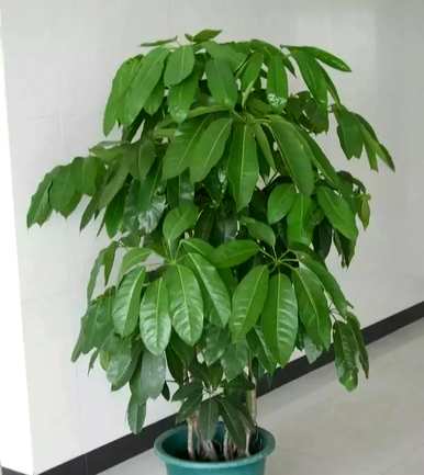如何培育招财树的方法，如何培育招财树的仙人掌