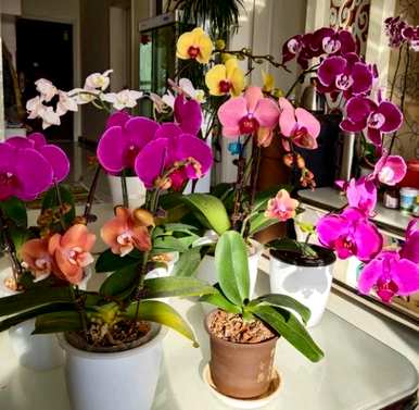 春节蝴蝶兰浇水，春节蝴蝶兰怎么浇水？