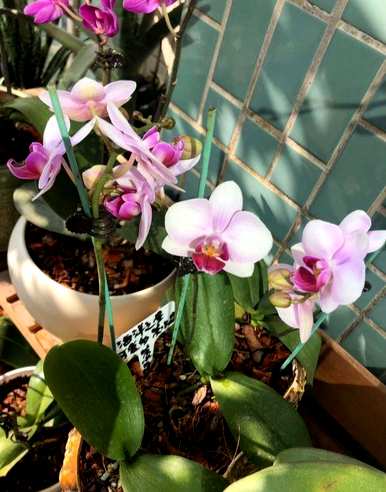 春节蝴蝶兰浇水，春节蝴蝶兰怎么浇水？