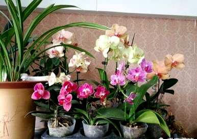 春节蝴蝶兰浇水，春节蝴蝶兰怎么浇水？