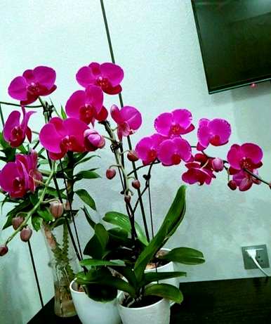 春节蝴蝶兰浇水，春节蝴蝶兰怎么浇水？