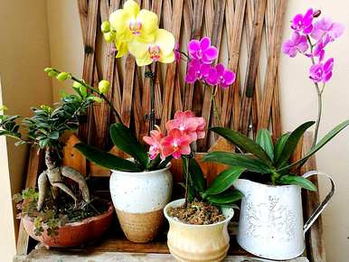 春节蝴蝶兰浇水，春节蝴蝶兰怎么浇水？