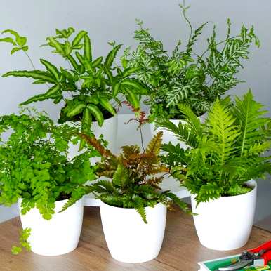 客厅有哪些耐阴盆栽植物？什么花适合客厅？耐寒耐阴