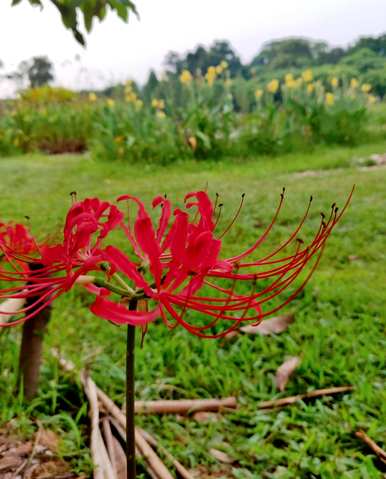 家里可以养石蒜花吗？风水好吗？