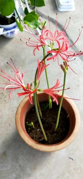 家里可以养石蒜花吗？风水好吗？