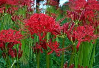 家里可以养石蒜花吗？风水好吗？