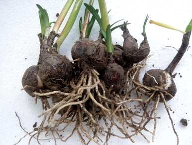 家里可以养石蒜花吗？风水好吗？