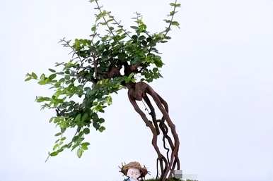 如何保养雀梅盆景才好看，如何保养雀梅盆景才好