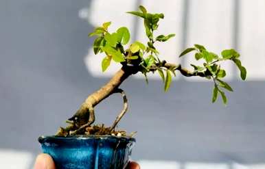 如何保养雀梅盆景才好看，如何保养雀梅盆景才好