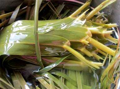 粽子叶是什么植物叶，粽子叶是什么叶？