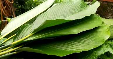 粽子叶是什么植物叶，粽子叶是什么叶？