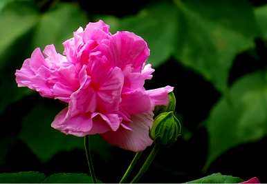 什么是木芙蓉花语，木芙蓉花语和传说