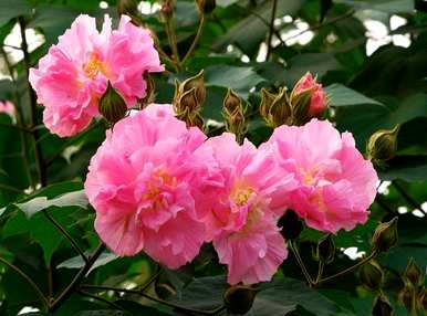什么是木芙蓉花语，木芙蓉花语和传说