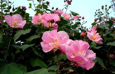 什么是木芙蓉花语，木芙蓉花语和传说