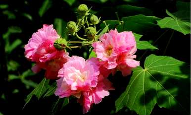 什么是木芙蓉花语，木芙蓉花语和传说